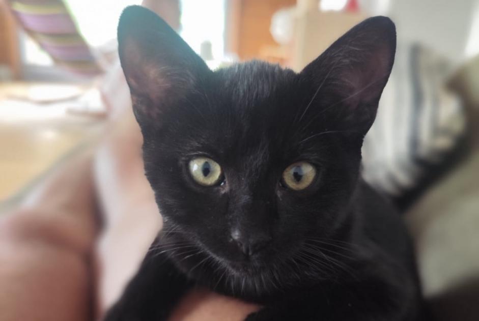 Alerte Disparition Chat Femelle , 0 ans Val de Bagnes Suisse Alerte Disparition Chat Femelle , 0 ans Val de Bagnes Suisse